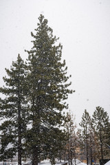 Heavy falling snow over evergreen trees, South Lake Tahoe, Sierra Mountains, California