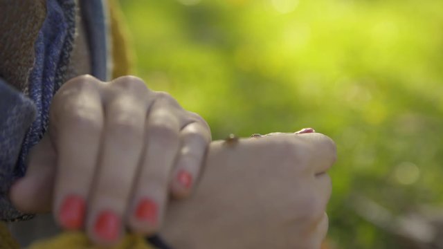 ladybug strolling on hand