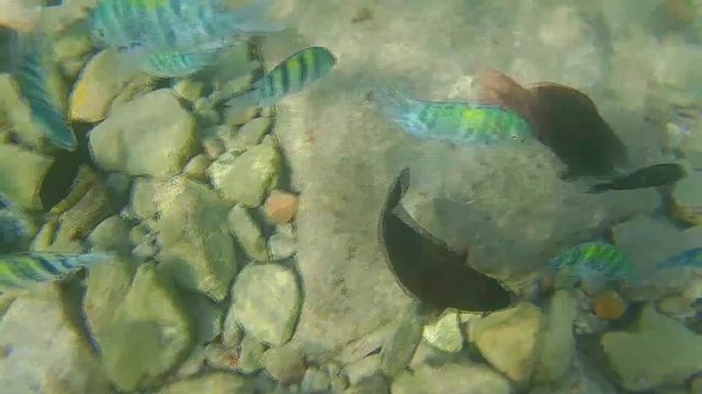 Beautiful sea nature in indian ocean -exotic fish and corals