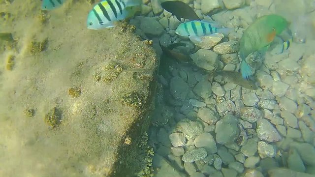 Beautiful sea nature in indian ocean -exotic fish and corals