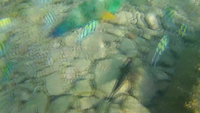 Beautiful sea nature in indian ocean -exotic fish and corals