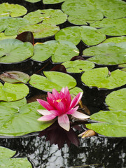 A Pink Water Lily Blooms Among Lily Pads in a Wilderness Lake