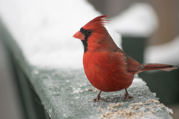 Red Northern Cardinal 