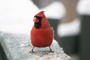 Red Northern Cardinal 