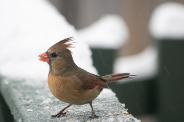 Northern Female Cardinal