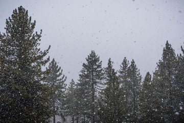 Heavy falling snow over evergreen trees, South Lake Tahoe, Sierra Mountains, California