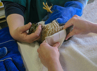 Applying a Wing Wrap on a Cooper's hawk
