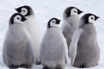 Emperor Penguin Chicks looking in different directions at Snow Hill Emperor Penguin Colony, October...