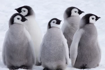 Poster Emperor Penguin Chicks looking in different directions at Snow Hill Emperor Penguin Colony, October 2018. © robert