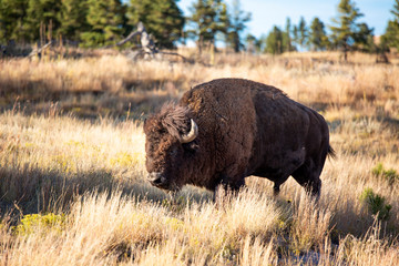 Bison of South Dakota