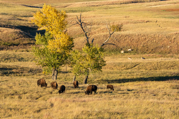Fototapeta na wymiar Bison of South Dakota