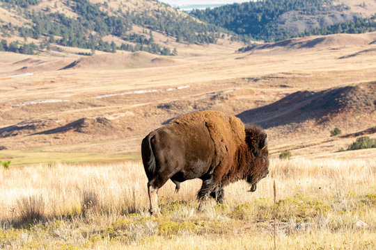 Bison of South Dakota