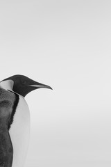 emperor Penguin, Black and white, Snow Hill Emperor Penguin Colony, October 2018.