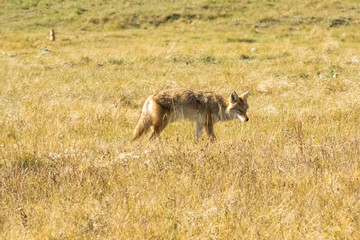 A coyote on the prowl, looking for a meal, just no a prairie dog