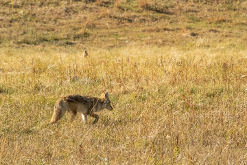 A coyote on the prowl, looking for a meal, just no a prairie dog
