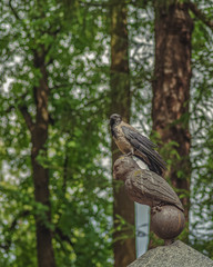 bird crow in urban conditions on the stone owl of the tombstone