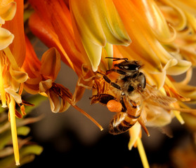 abejas en flor de savila