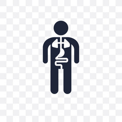 Anatomy transparent icon. Anatomy symbol design from Gym and fitness collection.