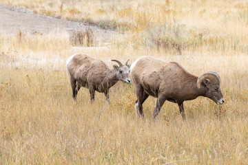 Obraz premium A herd of Big Horn Sheep 
