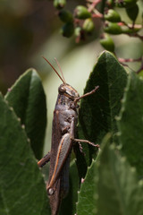 grasshopper