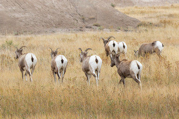 A herd of Big Horn Sheep 