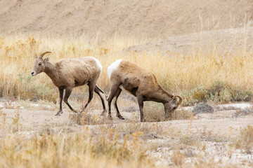 A herd of Big Horn Sheep 