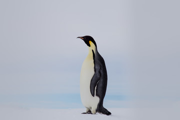 Fototapeta na wymiar Emperor Penguin at Snow Hill Emperor Penguin Colony, October 2018.
