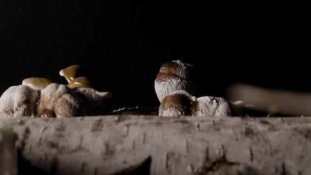 Medium tracking time-lapse shot of a log with Reishi mushrooms sprouting. Towards the end of the shot the log turns brown as a large amount of spores are emitted and cover everything.
