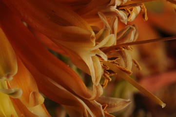 Fototapeta na wymiar flor de sàvila