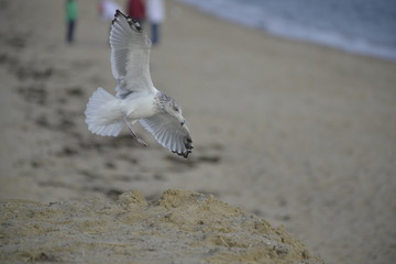 Seagull , Cape Cod