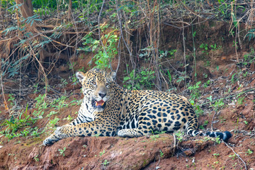 Fototapeta na wymiar Jaguar resting along the bank of the river.