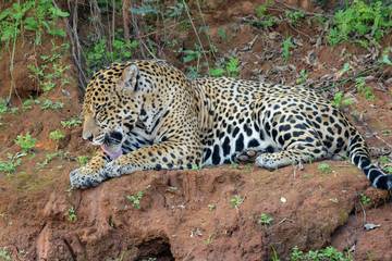Jaguar resting along the bank of the river.