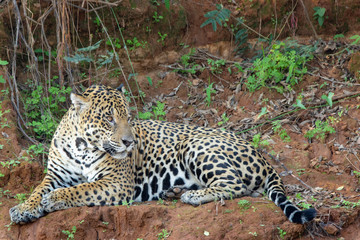 Jaguar resting along the bank of the river.