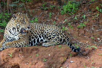 Jaguar resting along the bank of the river.