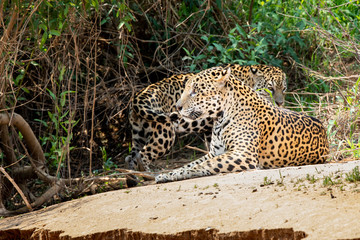 Mating Jaguars resting
