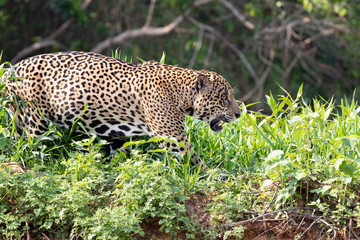 Jaguar on the hunt