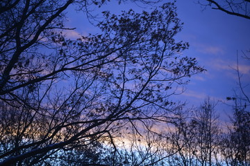 Late Autumn Sunset and trees