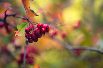 red chokeberries on a branch. holiday card.