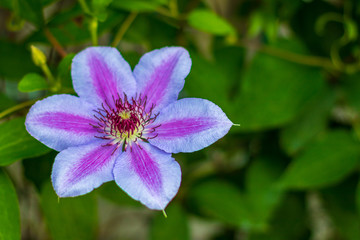 Freshly opened blooming Clematis with blurred leaves