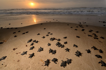 crias de tortuga lora