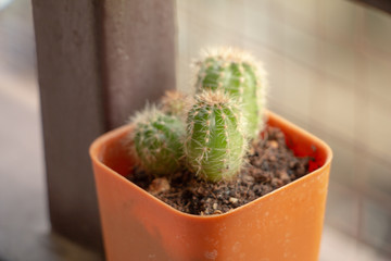 Pot cactus on brown wood table with copy space on white wall background.