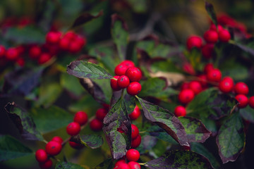 Fototapeta premium red winterberries. holiday card. 