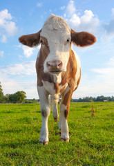 young european cow in free nature under blue sky with green grass