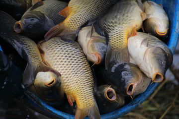 Carp in a container with open mouth