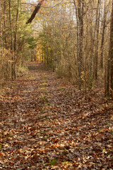 Obraz premium Leaves on the ground