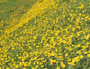タンポポ　春　素材