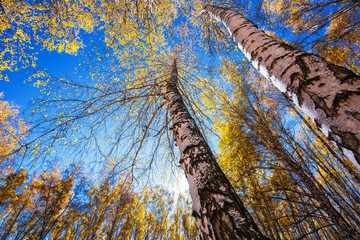 Autumn birch grove. Western Siberia