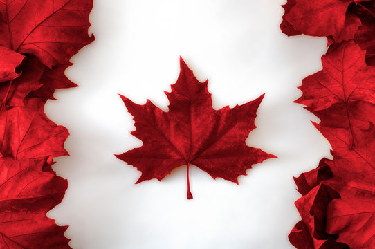 Happy Canada day concept with the canadian flag made out of real dead maple leaves colored in red on white background