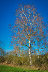 Einzelstehende, herbstliche Birke im Sonnenlicht