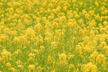 Obraz premium 一面の菜の花